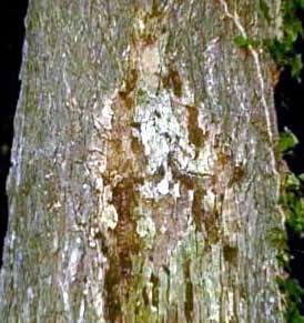 A tree-bark image of Lady Mary