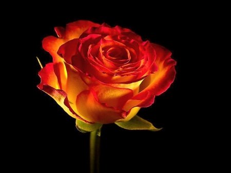 A flame-red rose: symbol of Rosa Mundi