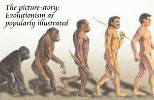 The theory of evolution as popularly illustrated