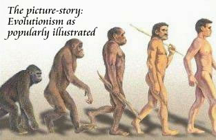 The theory of evolution as popularly illustrated