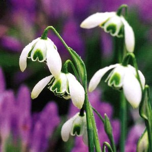 Snowdrops